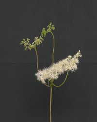 Image 2 of Meadowsweet ii (Small Silent Voices series)