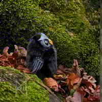 Image 2 of Coal Horned Hootling