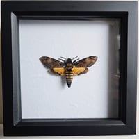 Framed - Death's-Head Hawkmoth IV