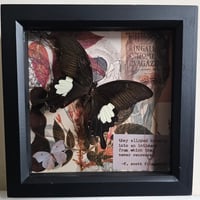 Scrapbook - Nephelus Swallowtail Butterfly