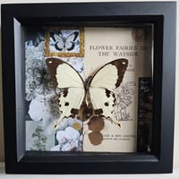 Scrapbook - Flying Handkerchief Butterfly
