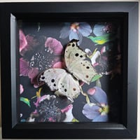 Floral - Forest Mother-of-Pearl Butterfly