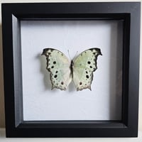 Framed - Forest Mother-of-Pearl Butterfly II