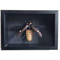 Deep Framed - Purple Giant Wood-Boring Beetle II