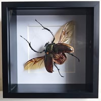 Image 1 of Deep Framed - Long-Armed Scarab Beetle