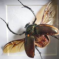 Image 2 of Deep Framed - Long-Armed Scarab Beetle