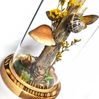 Image 3 of Death's-Head Hawkmoth Woodland Dome II