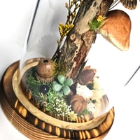 Image 4 of Death's-Head Hawkmoth Woodland Dome II