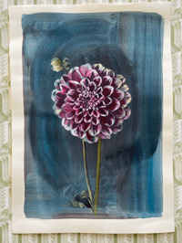 Image 1 of Dahlia study (A)  an original painting by Flora Roberts