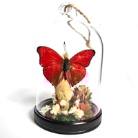 Image 1 of Blood Red Glider Butterfly Mini Woodland Hanging Dome