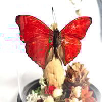 Image 2 of Blood Red Glider Butterfly Mini Woodland Hanging Dome