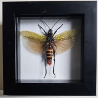 Framed - Spotted Locust