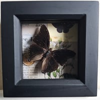 Scrapbook - Demon Charaxes Butterfly