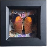 Scrapbook - Salamis Anteva Butterfly