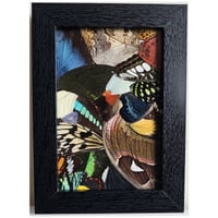 Image 2 of Butterfly & Moth Wings Collage Frame 