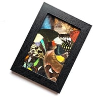 Image 1 of Butterfly & Moth Wings Collage Frame 