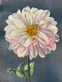 Image 2 of Dahlia study (D) an original painting by Flora Roberts