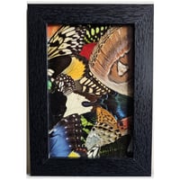 Image 2 of Butterfly & Moth Wings Collage Frame II