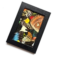 Image 1 of Butterfly & Moth Wings Collage Frame II