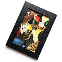 Image 1 of Butterfly & Moth Wings Collage Frame IV