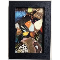 Image 2 of Butterfly & Moth Wings Collage Frame III