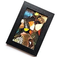 Image 1 of Butterfly & Moth Wings Collage Frame III