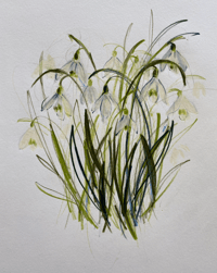 Image 2 of Snowdrop study by Claudia Lowry