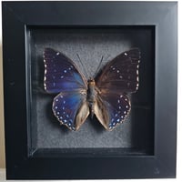 Framed - Common Blue Charaxes Butterfly