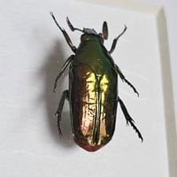 Image 2 of Framed - Metallic Flower Beetle