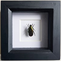 Image 1 of Framed - Metallic Flower Beetle