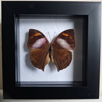 Framed - African Leaf Butterfly