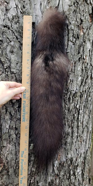 Image of Black Wolf Tail