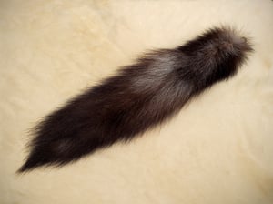 Image of Black Wolf Tail