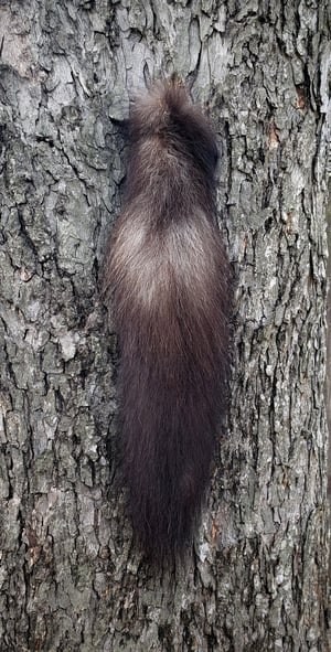Image of Black Wolf Tail