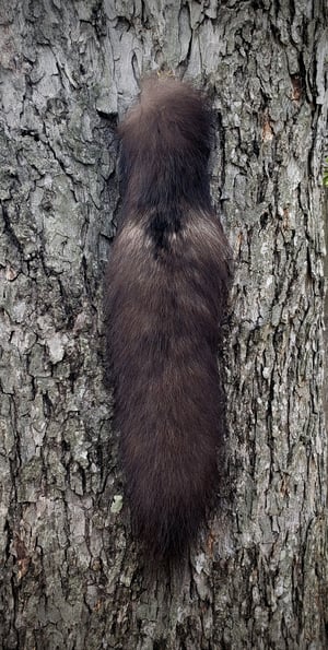 Image of Black Wolf Tail