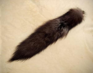 Image of Black Wolf Tail