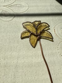 Image 2 of Antique Lily