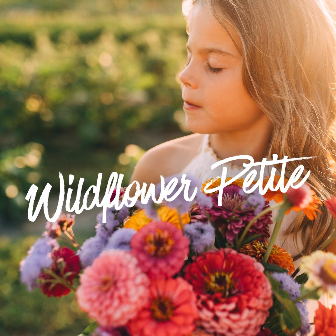 Image of Wildflower Petite Sessions