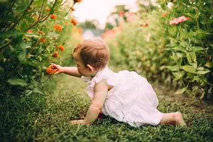 Image of Wildflower Petite Sessions