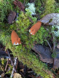 Image 2 of Mud puddles 