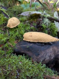 Image 3 of Ripe Banana Slugs