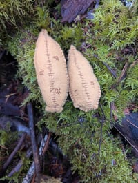 Image 4 of Ripe Banana Slugs