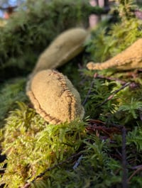 Image 1 of Banana Slugs