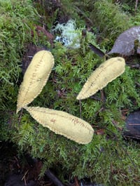 Image 3 of Banana Slugs