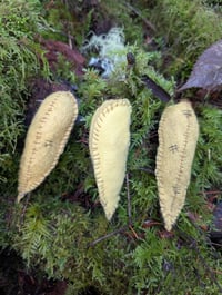 Image 4 of Banana Slugs