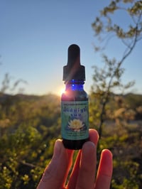 Image 1 of midnight sun 🛸 time travel tonic