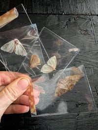 Image 2 of Moths 