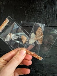 Image 1 of Moths 