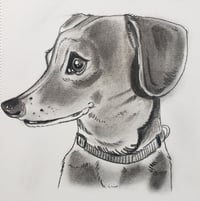 Image 1 of Pet Portrait Sketch 