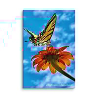 Image 1 of Swallowtail Butterfly on a Tithonia Bloom - 8” X 12” Canvas Print